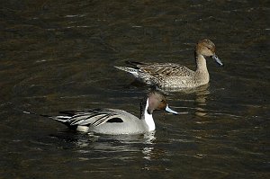 Duck, Northern Pintail, 2007-03017221